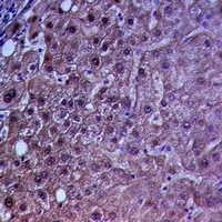 INTS2 antibody