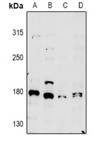 MYO5A Antibody