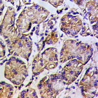 MYO5A antibody