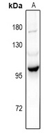 PI3K p101 Rabbit Polyclonal Antibody