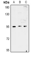 FAM35A Rabbit Polyclonal Antibody