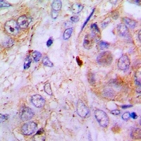 Anti-S100-Z Antibody