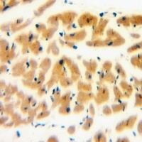 Anti-RAB1B Antibody