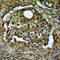Anti-ARHGEF12 Antibody
