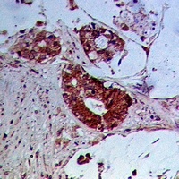 SCFD1 antibody