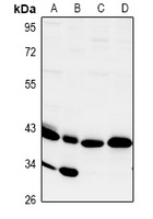 CD172g Rabbit Polyclonal Antibody