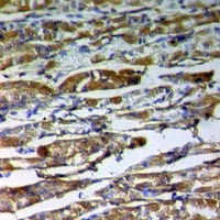 Anti-Syndecan 2 Antibody