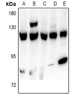 USP15 Antibody