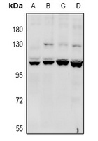 CACNA2D4 Rabbit Polyclonal Antibody