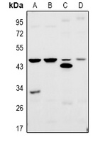 TRF3 Antibody