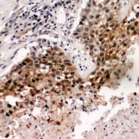 TRF3 Antibody