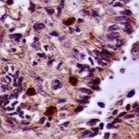 ZNF575 Antibody