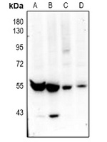 ZNT9 Rabbit Polyclonal Antibody