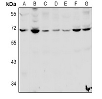 HSPBAP1 Antibody