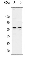 ZAR1 Rabbit Polyclonal Antibody