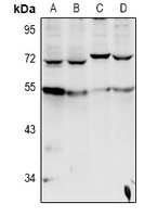 Cytochrome P450 20A1 Rabbit Polyclonal Antibody