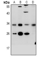 CD272 Rabbit Polyclonal Antibody