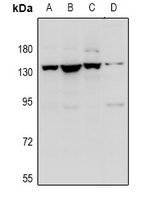 Contactin 1 Rabbit Polyclonal Antibody