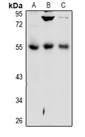 DPP7 Rabbit Polyclonal Antibody