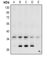 Carbonic Anhydrase 4 Rabbit Polyclonal Antibody