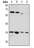 CD32b Antibody