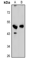 GPRC5C Antibody