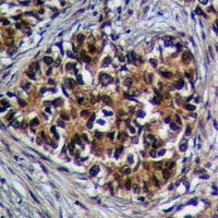 Anti-GPR27 Antibody