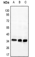 GPR169 Rabbit Polyclonal Antibody