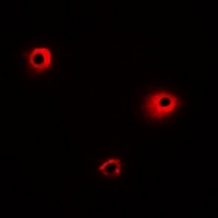 Anti-MRGX1 Antibody