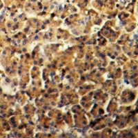 BIN1 antibody