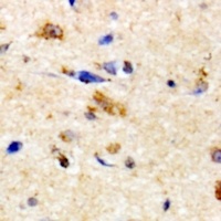 NKTR antibody