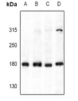 Collagen 4 Antibody