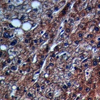 Collagen 4 Antibody