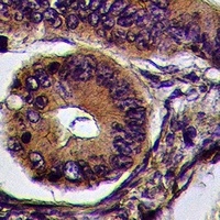 Anti-Cadherin-pan Antibody