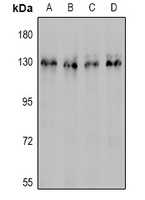 CD31 Rabbit Polyclonal Antibody