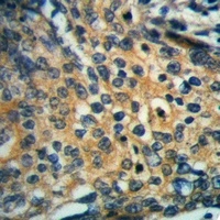 Anti-Actin-pan Antibody