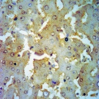Anti-OTUB1 Antibody