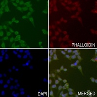 Anti-OTUB1 Antibody