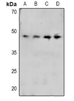 CRK (Phospho-Y221) Antibody