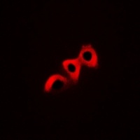 CRK (Phospho-Y221) Antibody