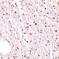 MITF (phospho-S180) antibody