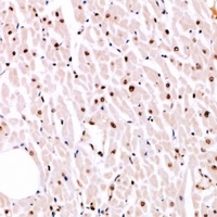 Anti-MITF (Phospho-S180) Antibody