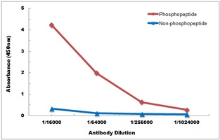 Anti-MITF (Phospho-S180) Antibody