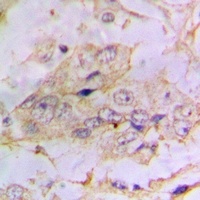 PTEN (phospho-S385) antibody