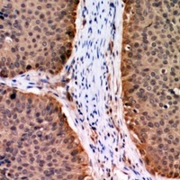 AKT1 (phospho-T72) antibody