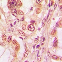 p53 (Phospho-T81) Antibody