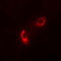 Caspase 9 (Phospho-Y153) Antibody