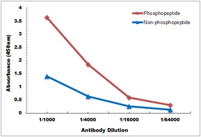 UBA52 (phospho-S65) antibody
