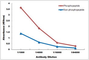 Ubiquitin (Phospho-S65) Antibody