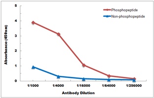 Anti-PINK1 (Phospho-S228) Antibody